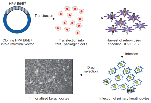 Schematic diagram on how to immortalize primary keratinocytes by a retroviral transduction of HPV E6 and E7 oncogenes.