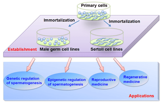 Schematic diagram illustrating the applications of male germ cell and Sertoli cell lines in basic studies and translation medicine.