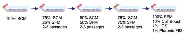 Schematic representation of the serum-free media adaptation process in static T-flasks