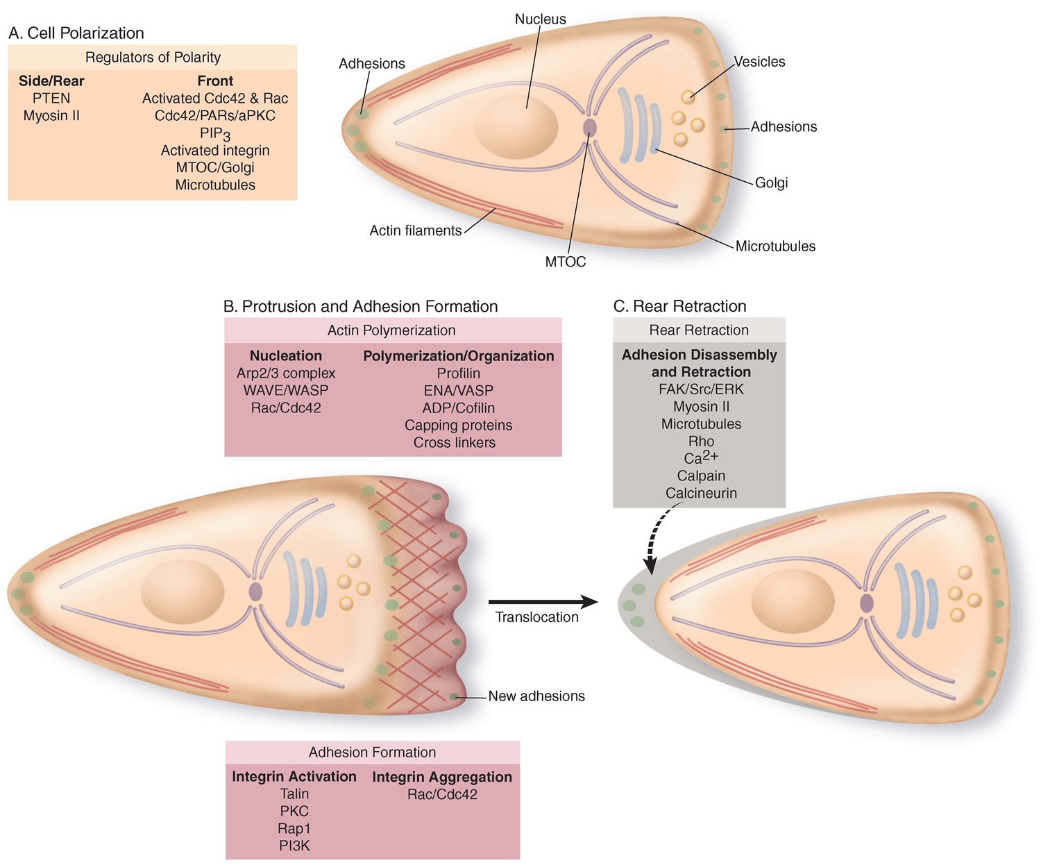 Steps in cell migration. 