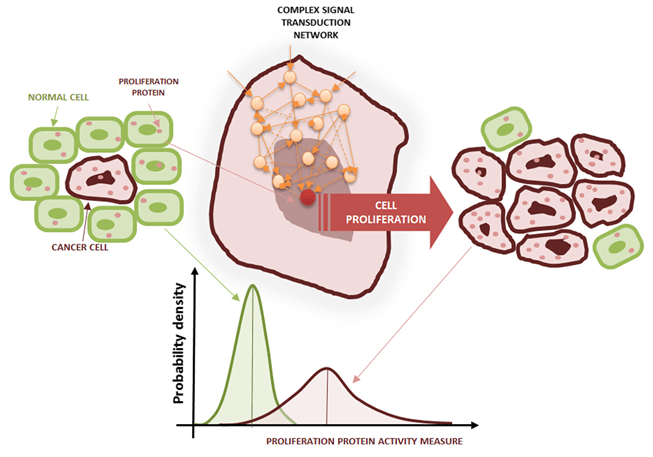 Cancer cell proliferation.