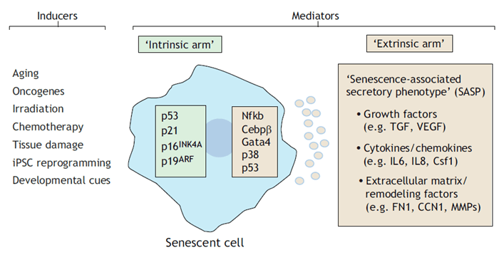 Overview of the cellular senescence program.
