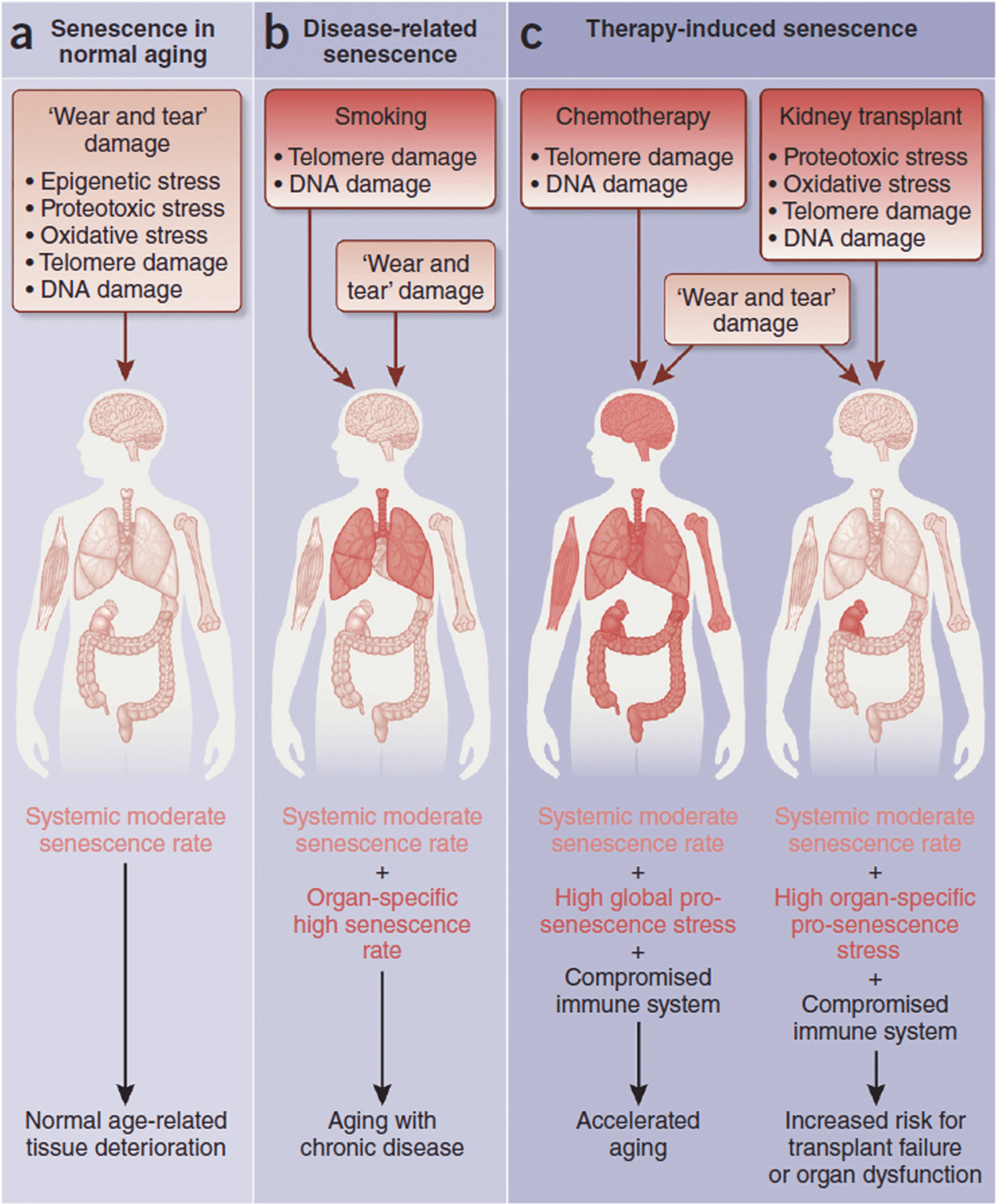 Senescence in aging, age-related diseases and disease-related treatments.