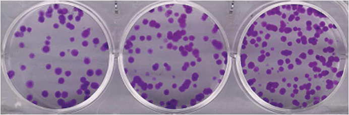 Clonogenic assay performed in six-well plates, with clones produced by SW-1573 lung tumor cells. 