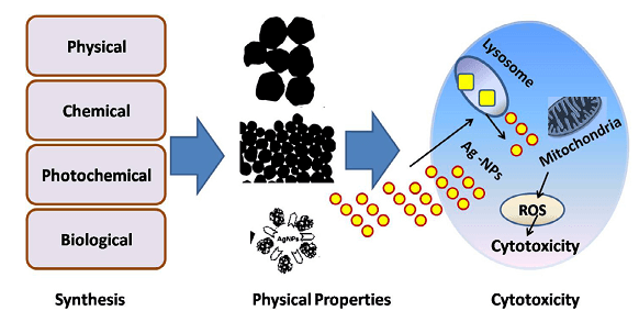 Silver nanoparticles-induced cytotoxicity.