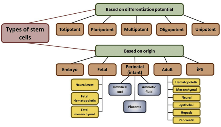 Classification of stem cells.