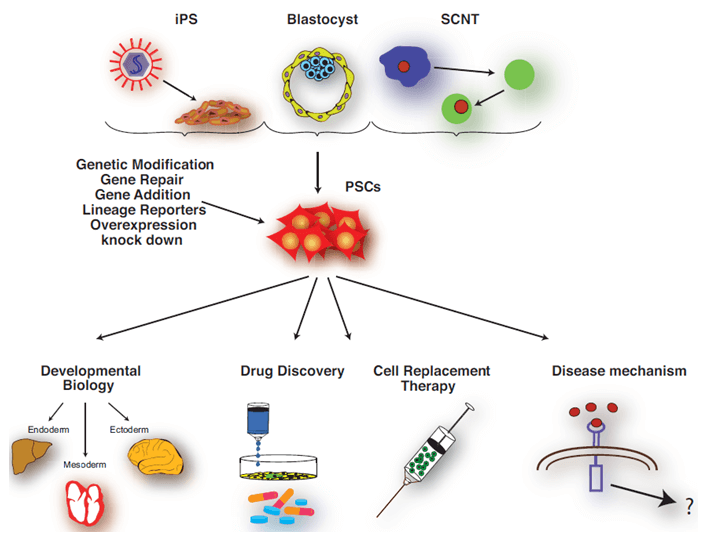 Pluripotent stem cell sources and their application.