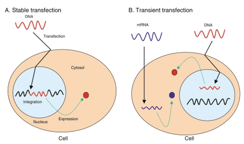 Schematic diagrams of two different transfections.