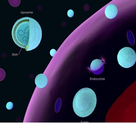 Cell culture and transient transfection