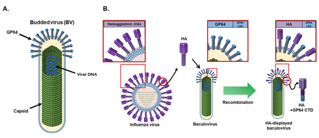 Baculovirus and display of foreign protein on the baculoviral surface envelope.