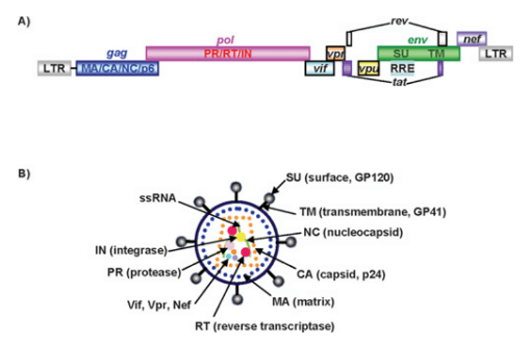 Schematic representation of the HIV-1 viral genome and structure of HIV-1 virion.