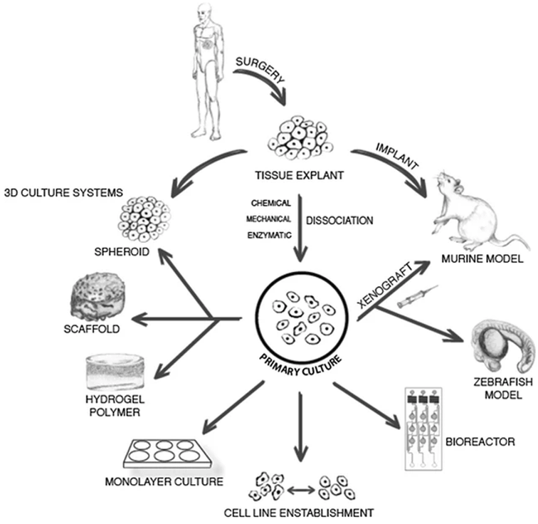 Options for the management of primary cultures. 