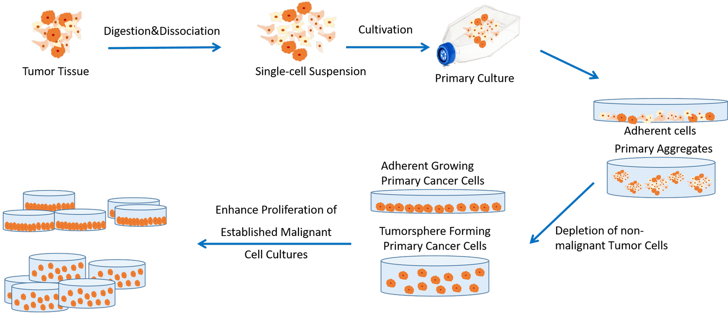 Service flow chart for isolation and culture of primary tumor cells.