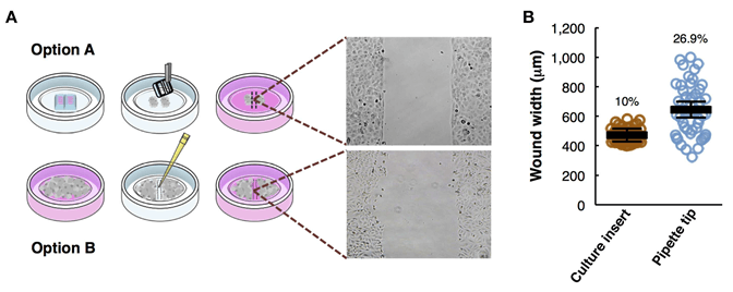 Overview of the wound healing assay preparation protocols.